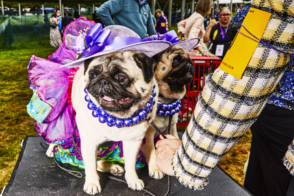 Why dog lovers should pass on purchasing pugs