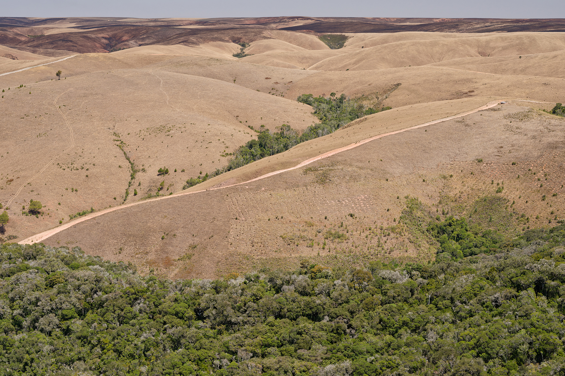 A forest’s edge seen from above, with green trees abruptly becoming brown grassland. A forest’s edge seen from above, with green trees abruptly becoming brown grassland.