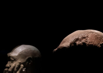 Dutch Return ‘Java Man’ Bones, With 40,000 Fossils Set to Follow