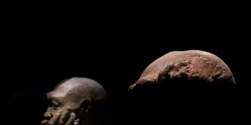 Dutch Return ‘Java Man’ Bones, With 40,000 Fossils Set to Follow