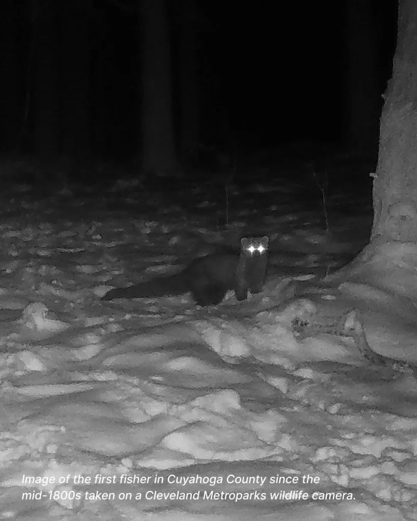 A fisher is a native mammal to the state and typically lives in the northern parts of Ohio. 