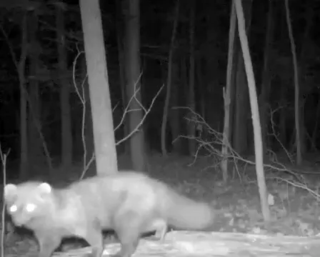A wildlife camera in Cleveland Metroparks captured a fisher not seen in Cuyahoga County for more than a century.