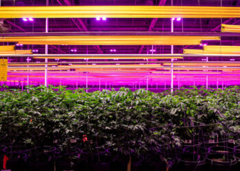 Trump Signs Executive Order to Reclassify Marijuana, Easing Restrictions on the Drug