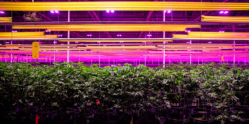 Trump Signs Executive Order to Reclassify Marijuana, Easing Restrictions on the Drug