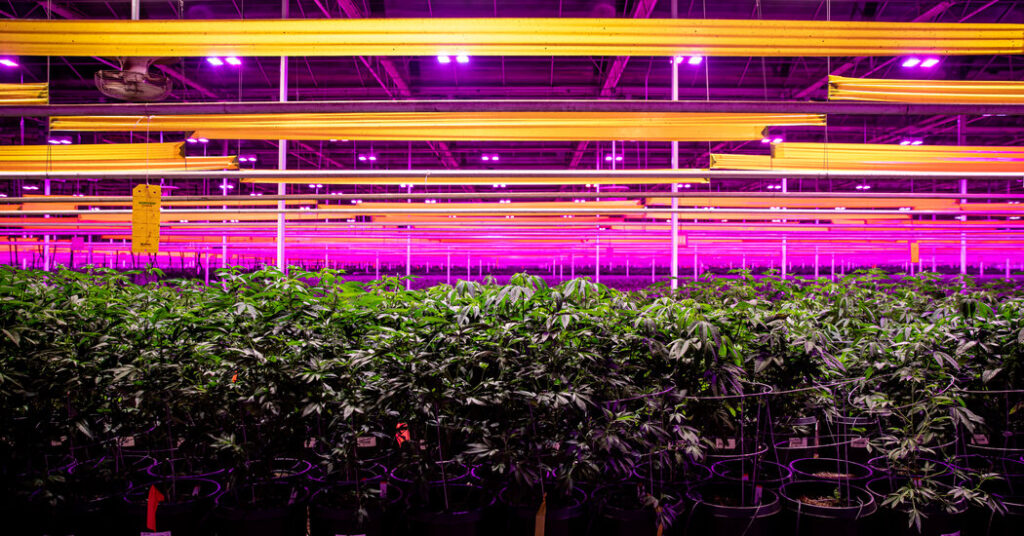 Trump Signs Executive Order to Reclassify Marijuana, Easing Restrictions on the Drug