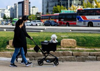 Birthrates Are Falling, but Don’t Blame Dogs in Strollers