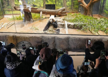 At Tokyo Zoo, Visitors Fear a Spat With China Will Cost Japan Its Pandas