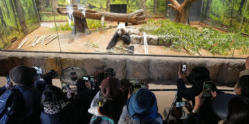 At Tokyo Zoo, Visitors Fear a Spat With China Will Cost Japan Its Pandas