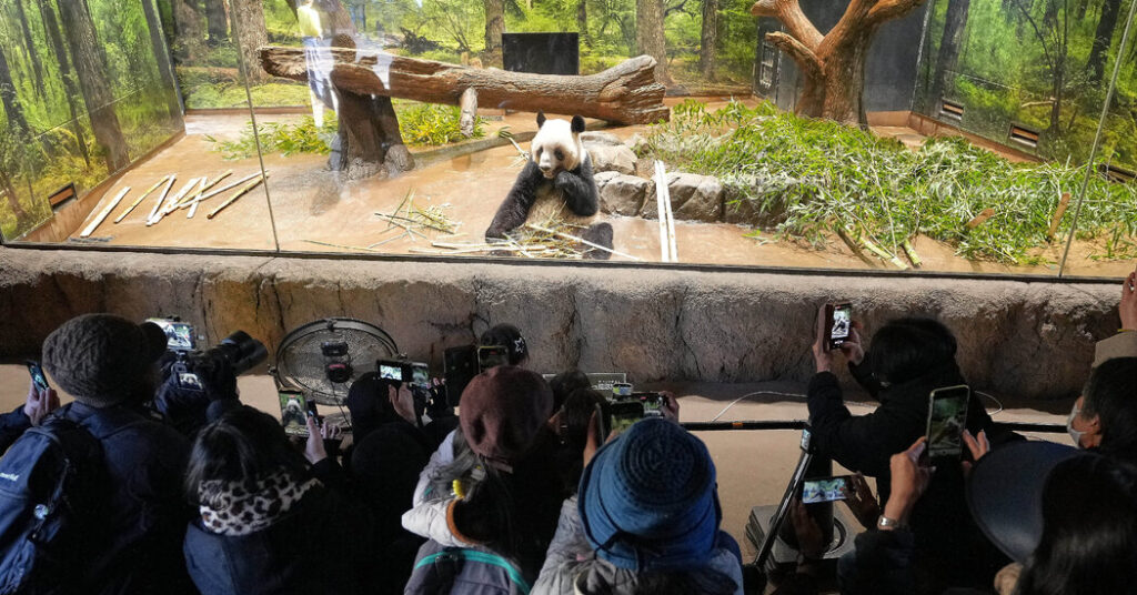 At Tokyo Zoo, Visitors Fear a Spat With China Will Cost Japan Its Pandas