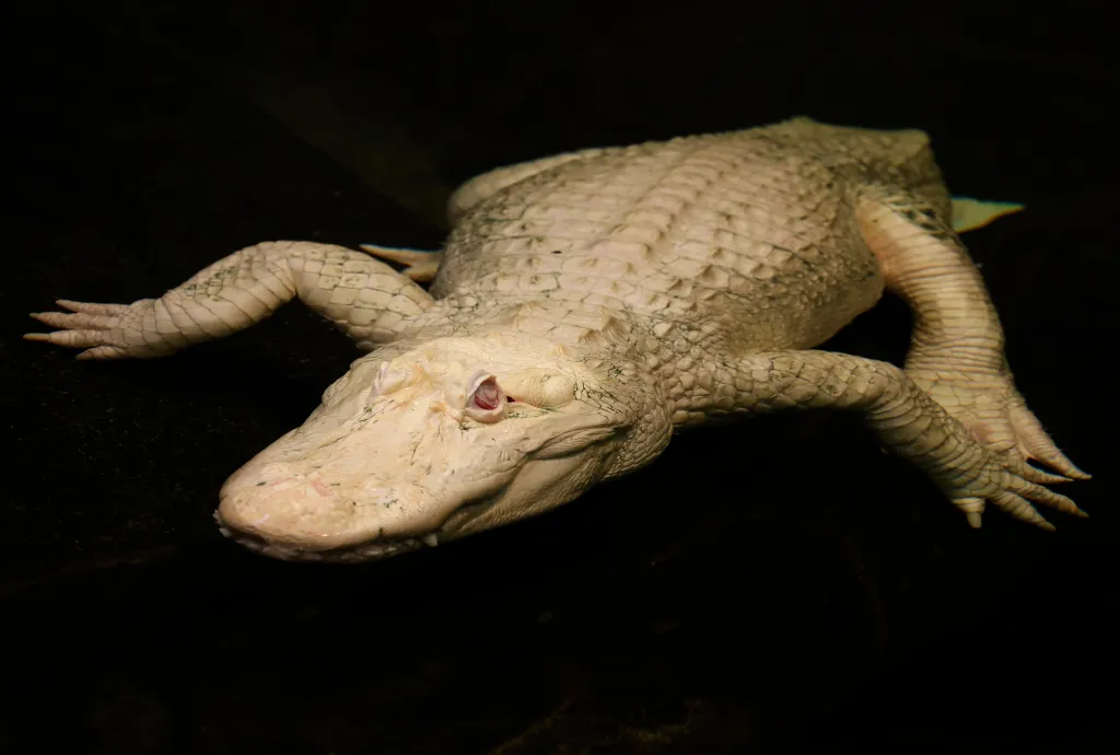 Claude hatched in 1995 at an alligator farm in Louisiana, and came to live at the Academy in 2008. He was born with albinism, a genetic mutation that made him appear white.