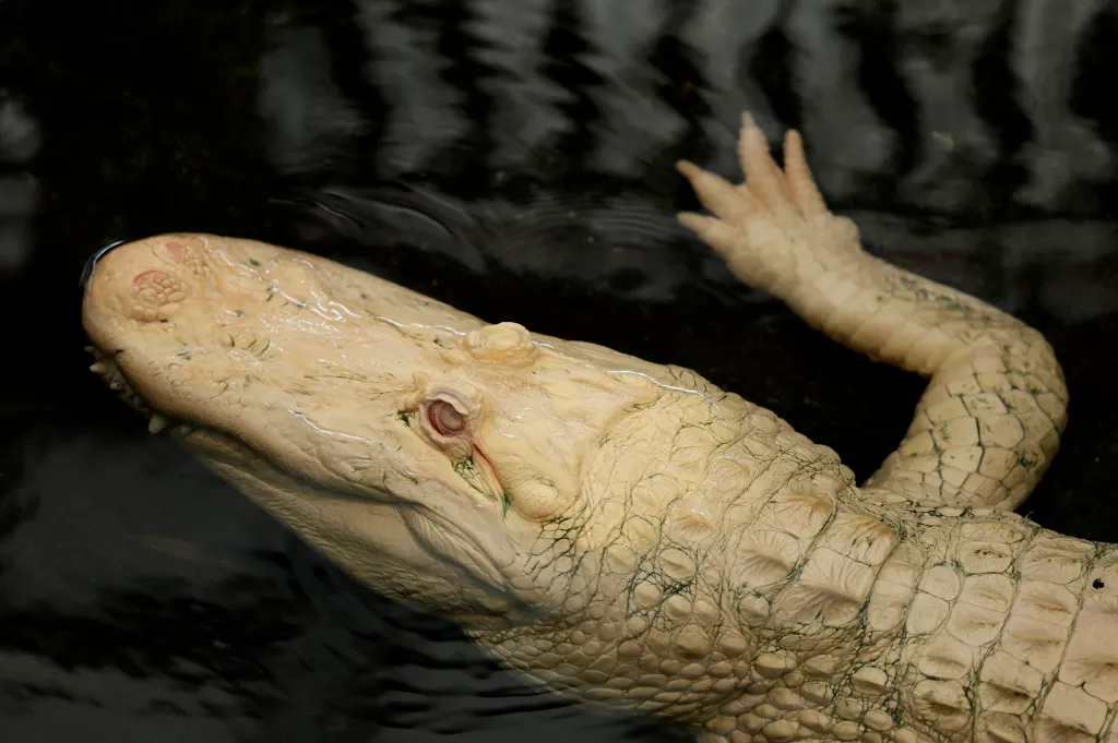 Albino alligators do not survive for long in the wild, but American alligators can live up to 70 in captivity.
