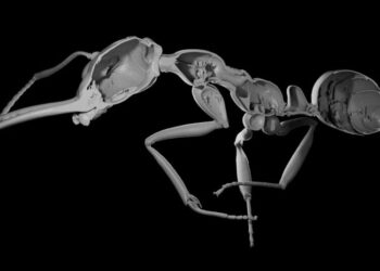 The Meek Really Did Inherit the Earth, at Least Among Ants