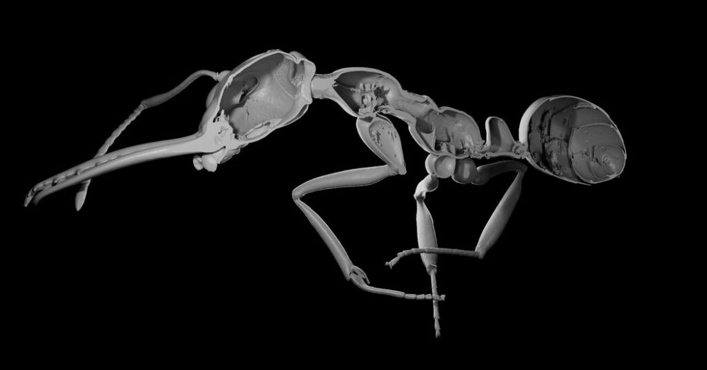 The Meek Really Did Inherit the Earth, at Least Among Ants