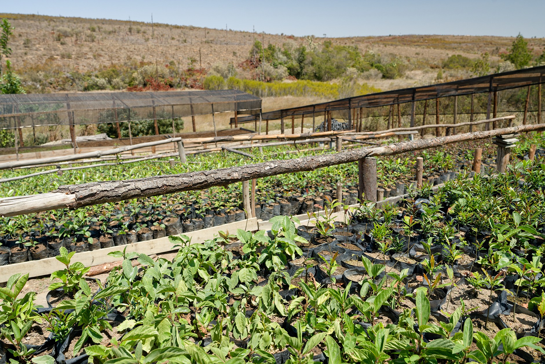 A tree nursery with a wooden fence surrounding it A tree nursery with a wooden fence surrounding it