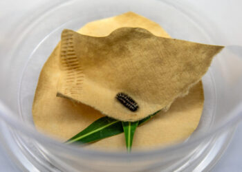 They’re Trying to Find a Mate for This Very Lonely Caterpillar