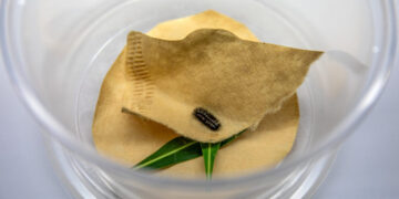 They’re Trying to Find a Mate for This Very Lonely Caterpillar