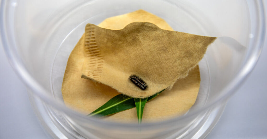 They’re Trying to Find a Mate for This Very Lonely Caterpillar