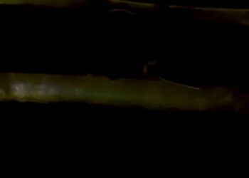 The Met’s ‘Magic Flute’ Courts Young Hearts (With a ‘6-7’ to Boot)