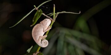 Manafaingana ny famonjenan’ireo tanalahy mampalaza an’i Madagasikara ireo manam-pahaizana satria efa mitatao ny afo.
