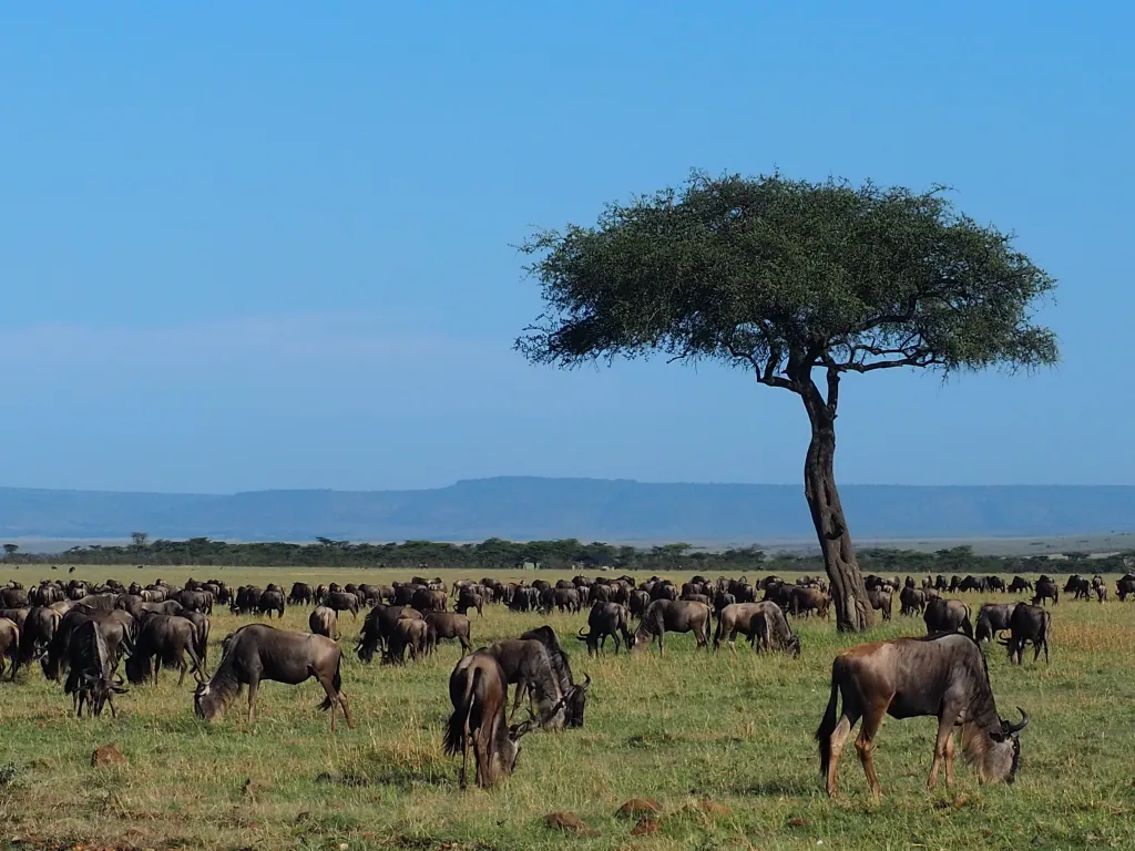 A herd of wildebeest grazing in a field under a clear blue sky, with a single tree in the mid-ground.