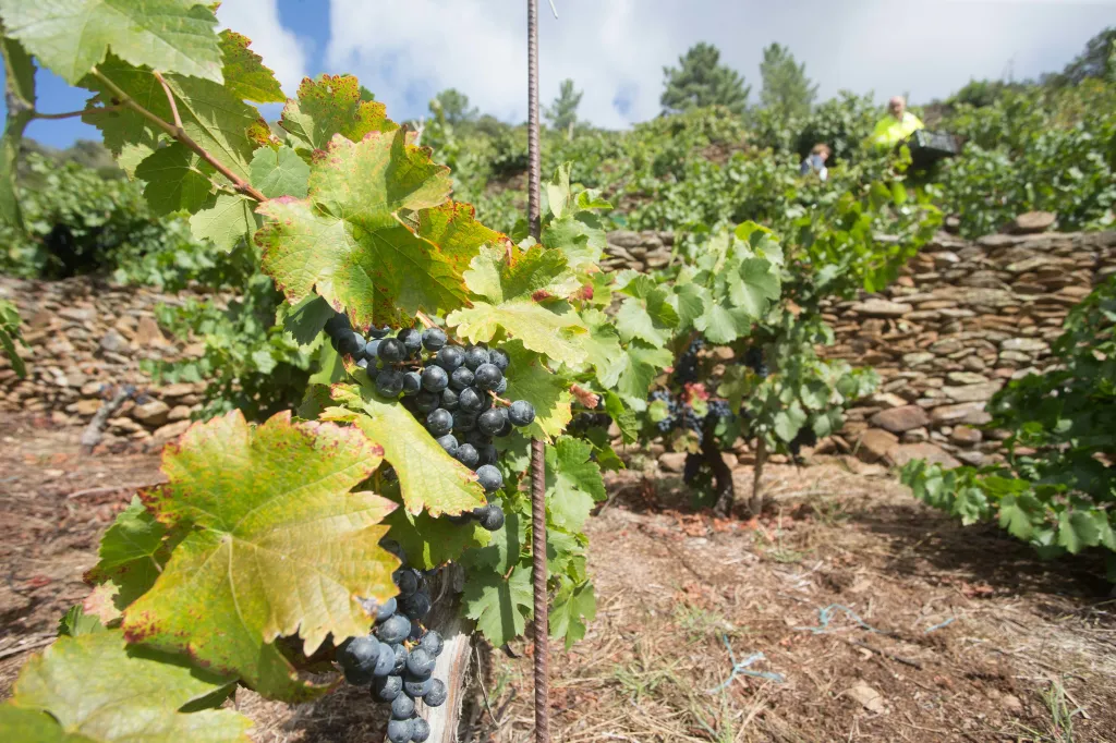 The slump has coincided with a booming stock market as technology shares and gold have drawn investors away from alternative bets such as wine.