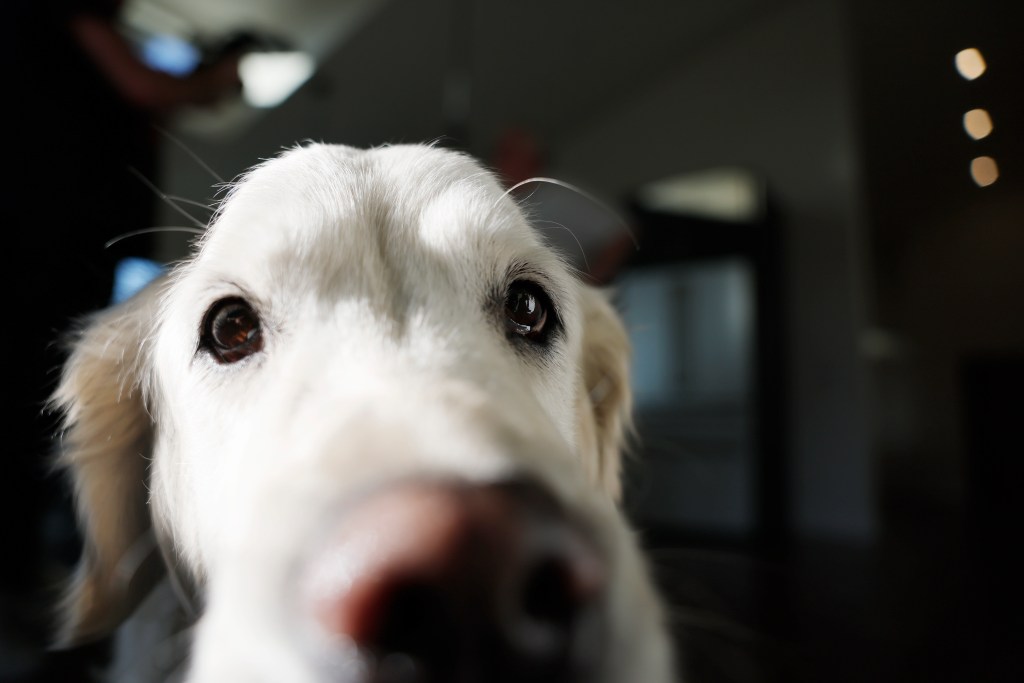 Daisy May, a golden retriever, standing in her owner's newly rebuilt home.