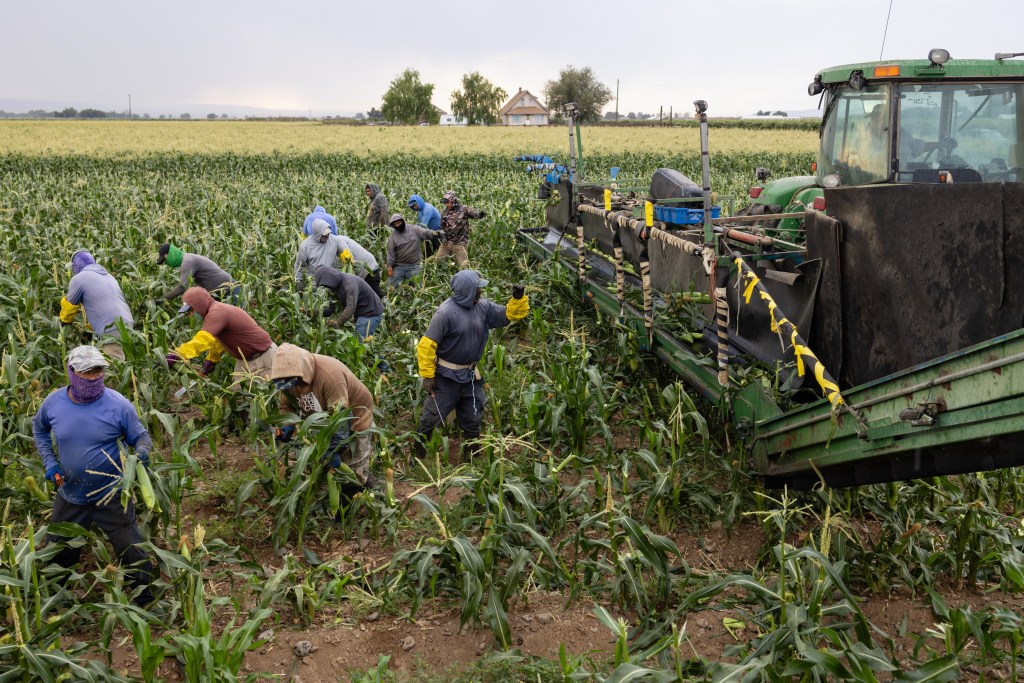 Workers harvest corn by hand, placing the corn onto a large green harvester in a field.