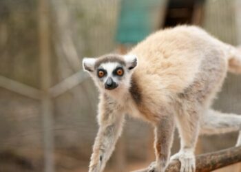 Miharingana ny gidro maneran-tany. Ity no hany fomba hamonjena azy ireo.