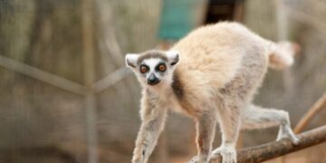 Miharingana ny gidro maneran-tany. Ity no hany fomba hamonjena azy ireo.