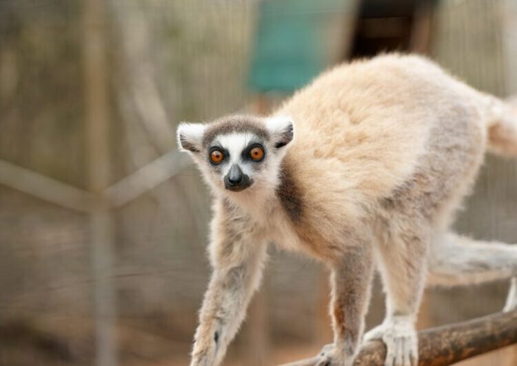 Miharingana ny gidro maneran-tany. Ity no hany fomba hamonjena azy ireo.