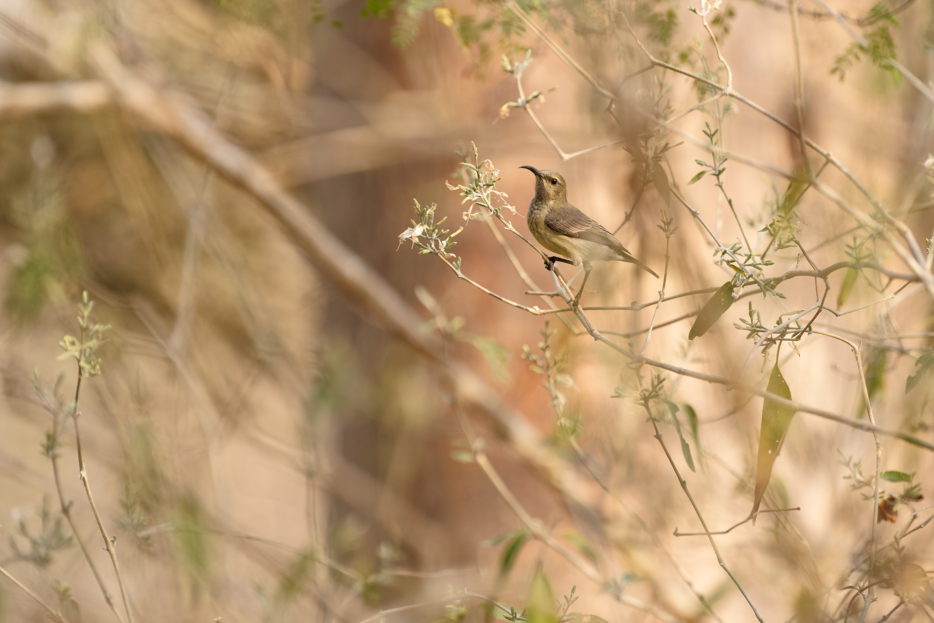 A sunbird perched on a sparse tree A sunbird perched on a sparse tree