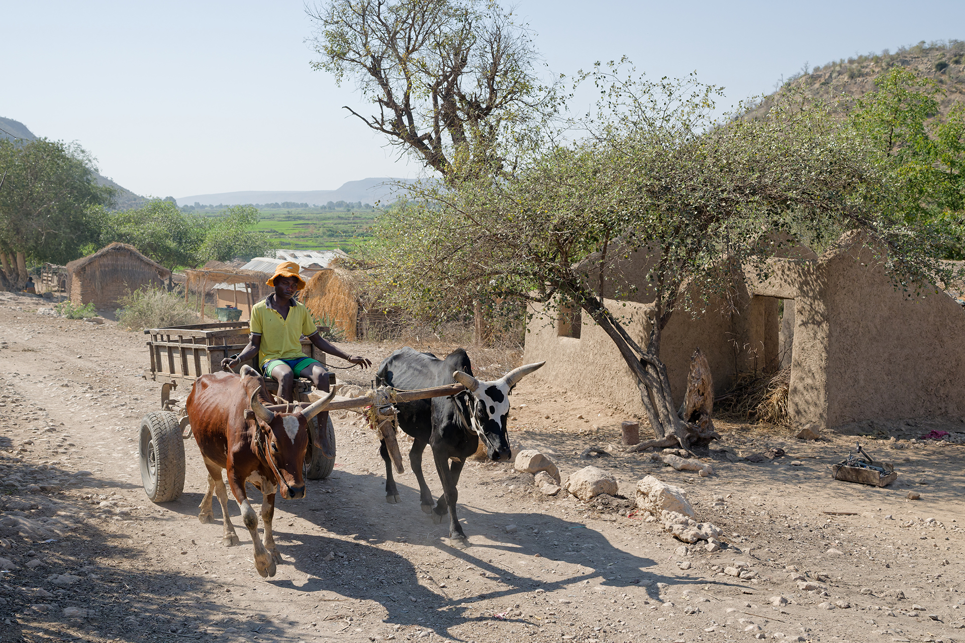 A man driving a cart led by two zebu A man driving a cart led by two zebu