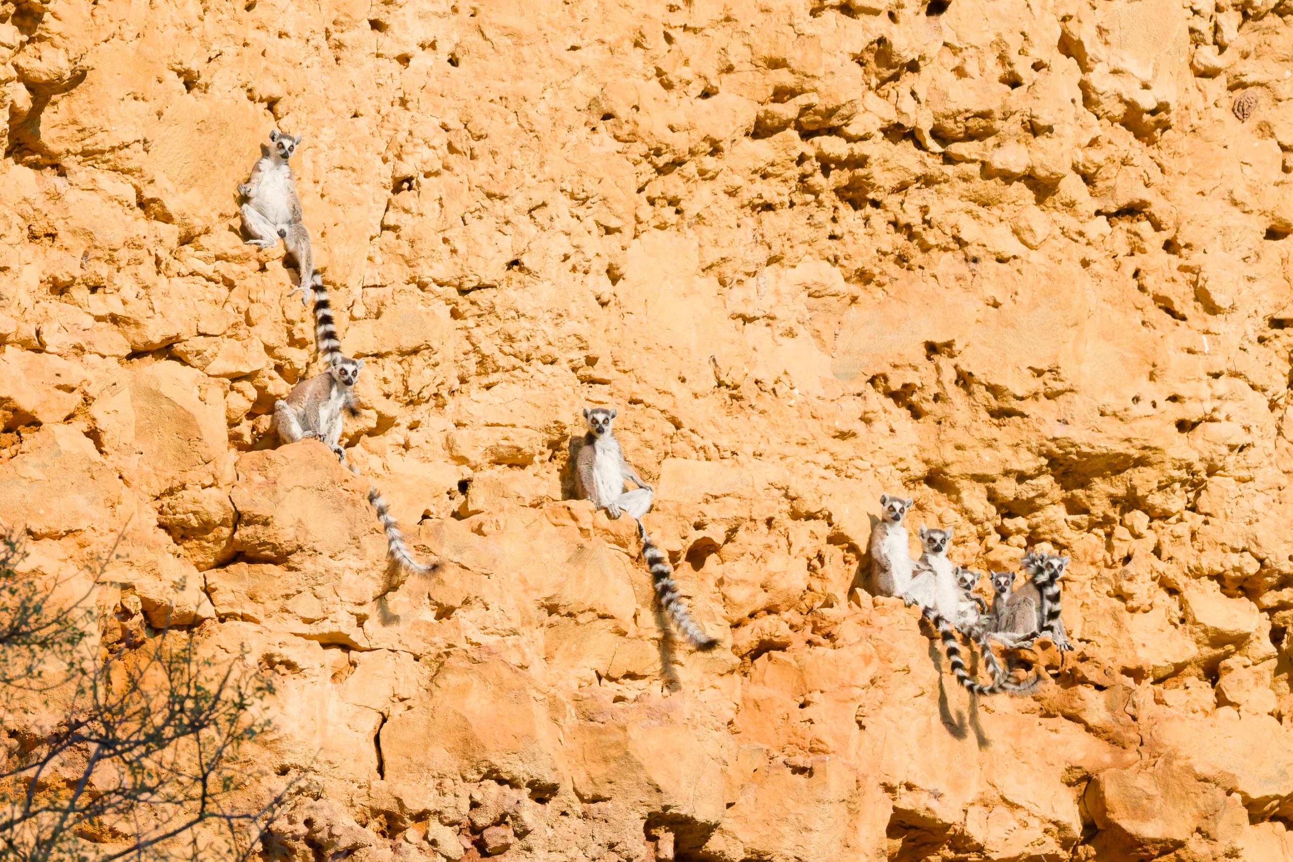 Ring-tailed lemurs clustered on the side of an orange, rocky cliff Ring-tailed lemurs clustered on the side of an orange, rocky cliff