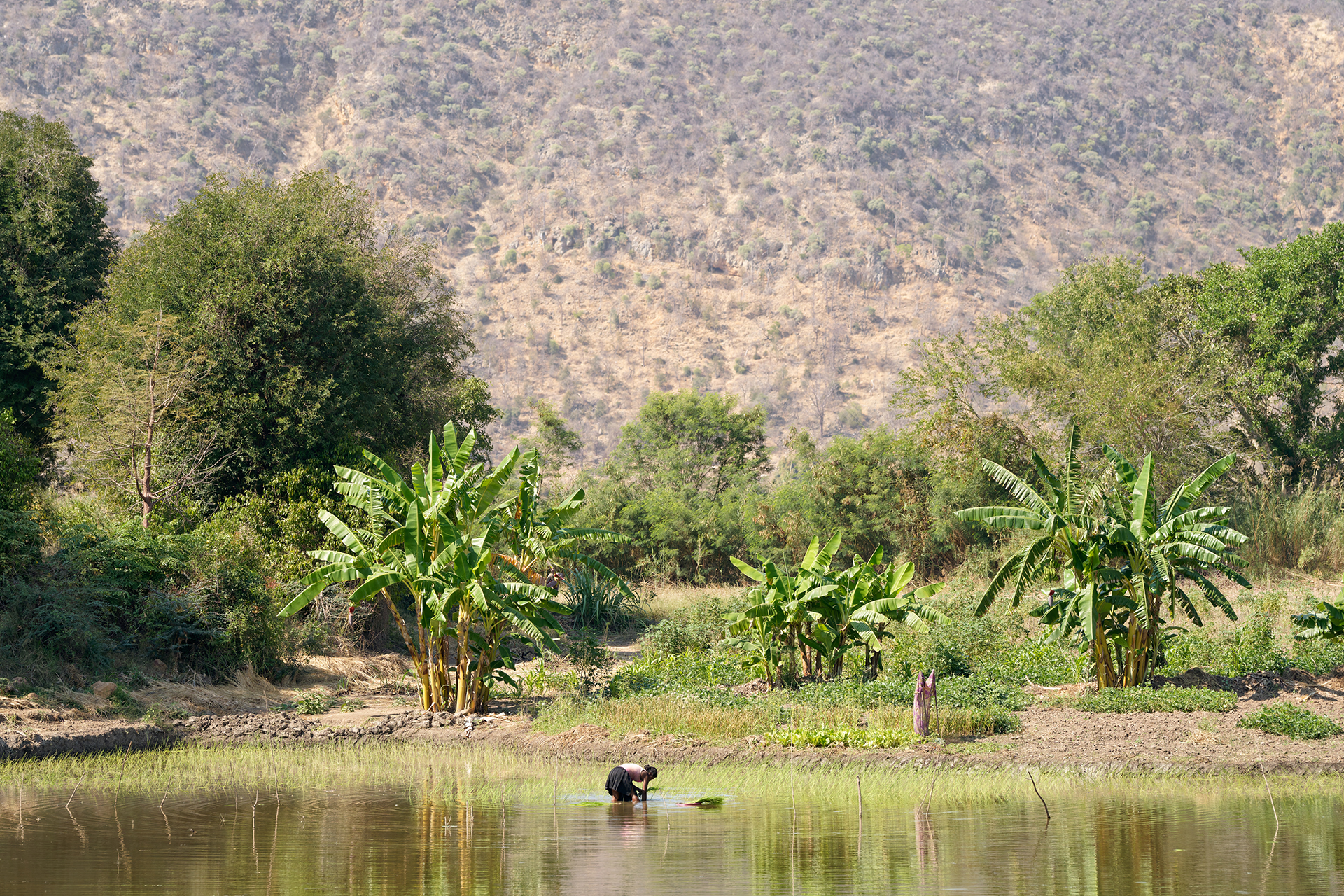 a woman planting rice in a river in a valley a woman planting rice in a river in a valley