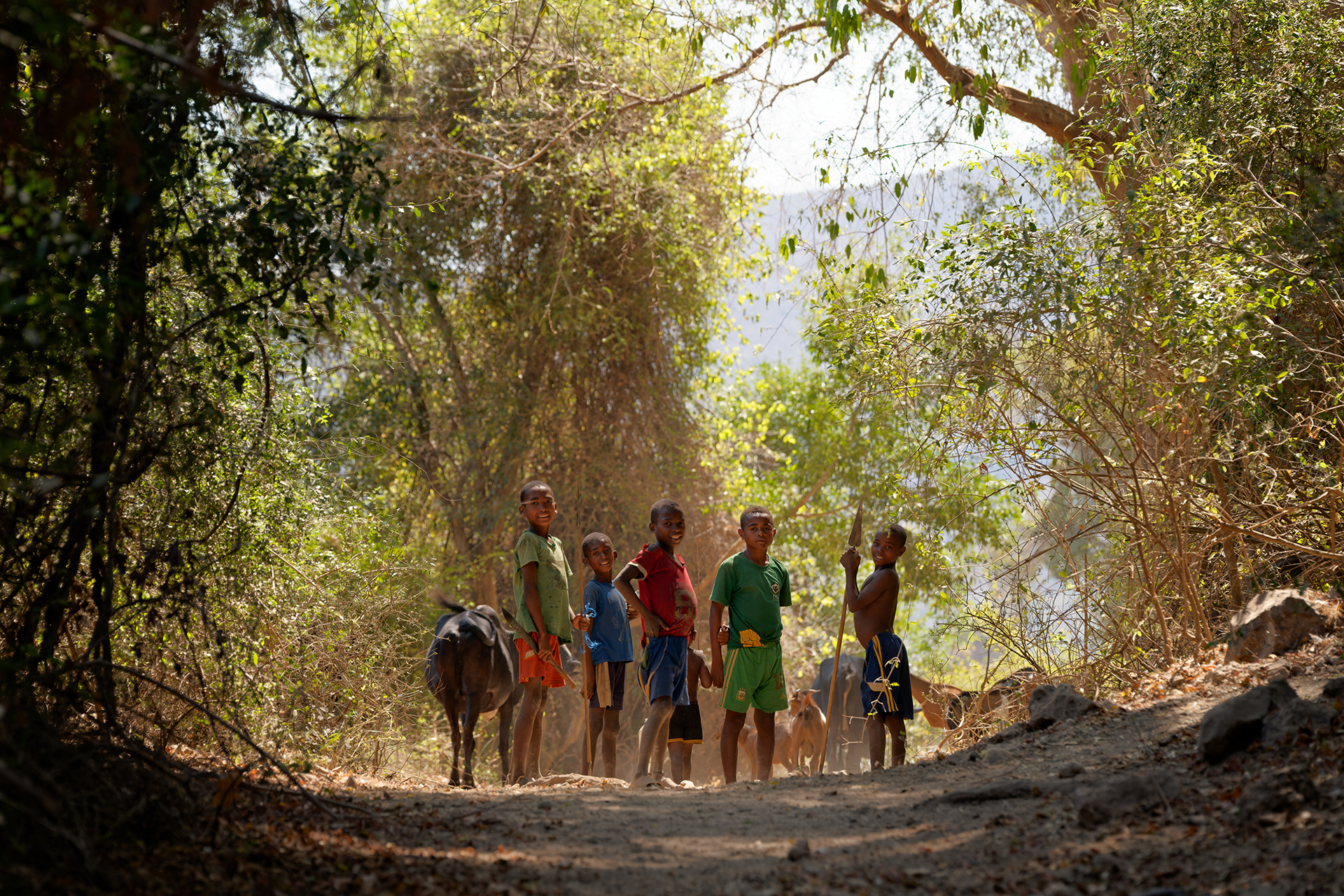 Young boys lead cattle along the road in Amoron’i Onilahy. Young boys lead cattle along the road in Amoron’i Onilahy.