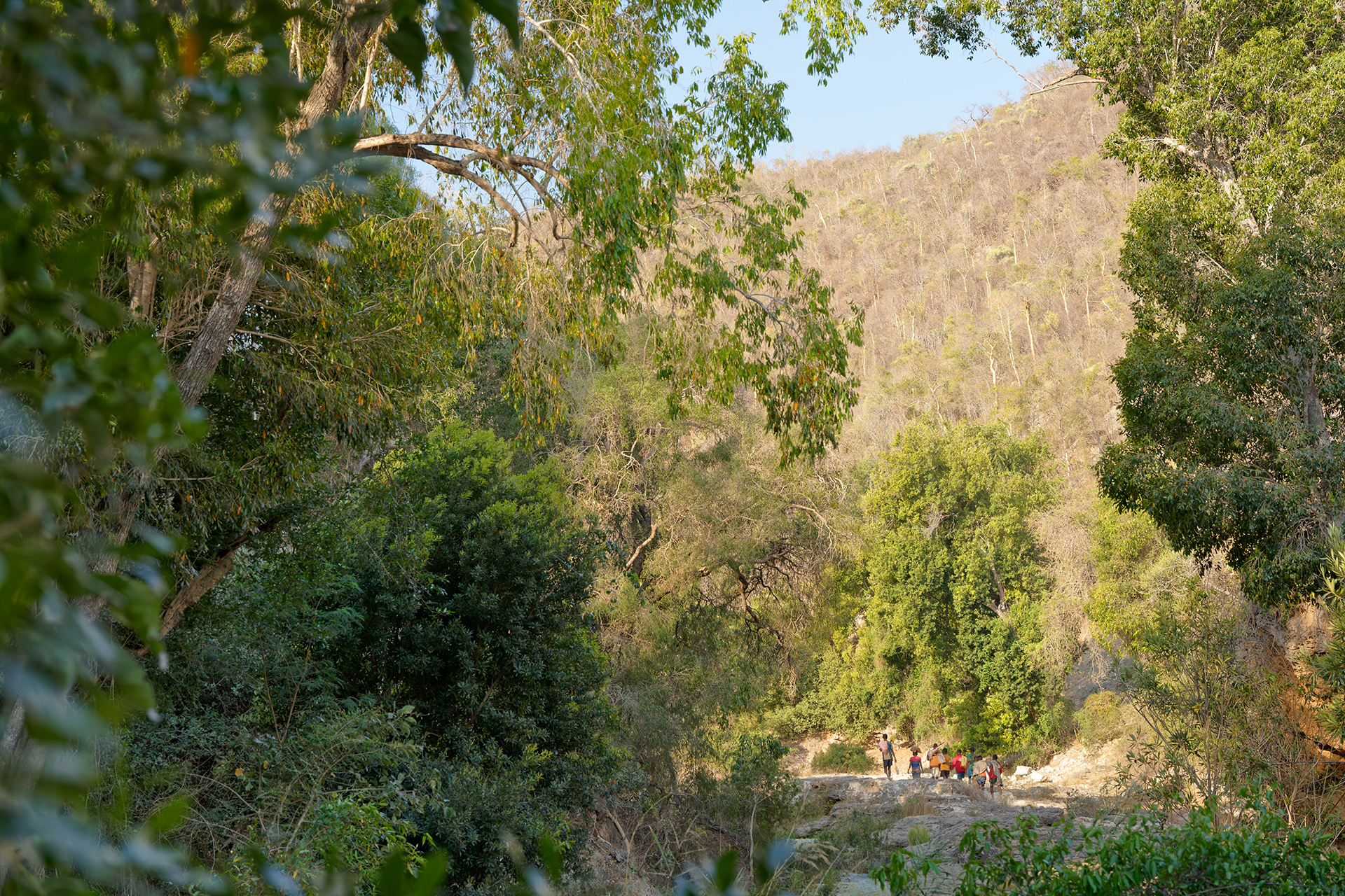 People seen in a distance through dense forest People seen in a distance through dense forest