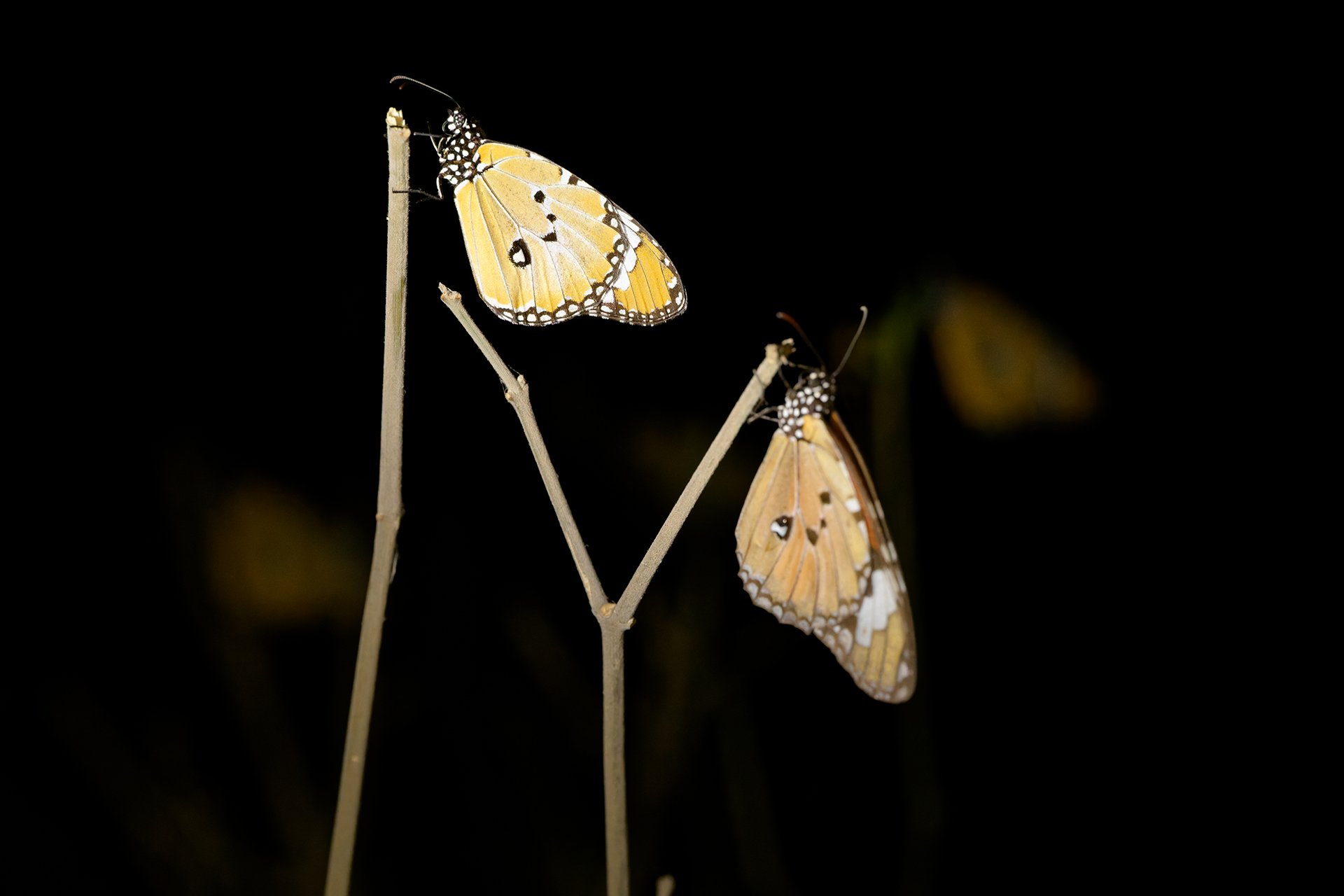 Two butterlies at night, resting on small branches Two butterlies at night, resting on small branches