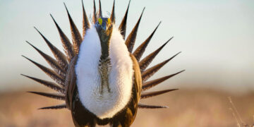 Trump Administration Loosens Protections for Iconic Greater Sage Grouse