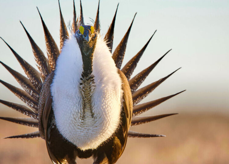 Trump Administration Loosens Protections for Iconic Greater Sage Grouse