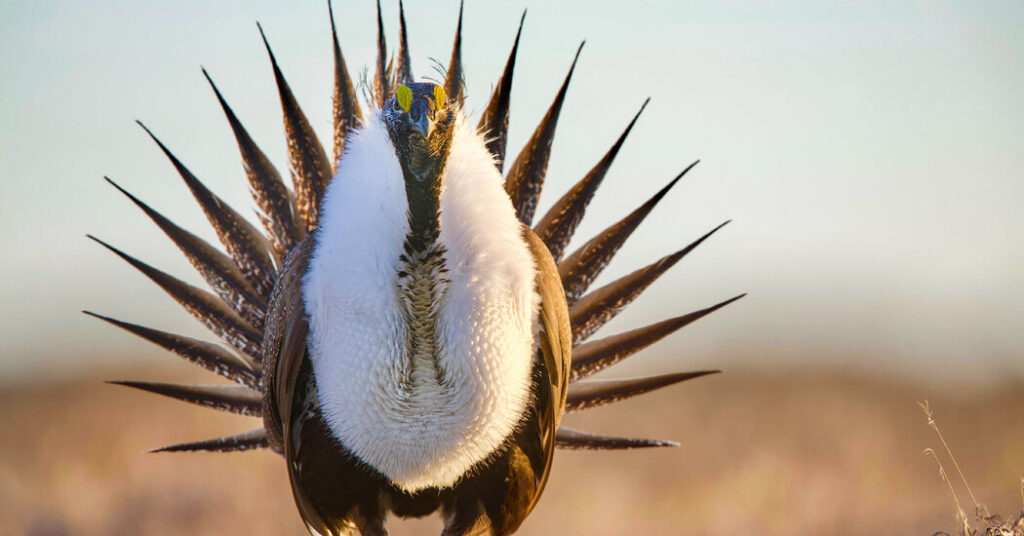 Trump Administration Loosens Protections for Iconic Greater Sage Grouse