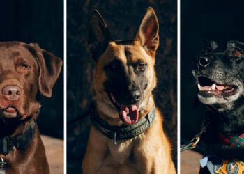 To Slobber and Protect: Bomb-Sniffing Dogs Kept an Election Safe