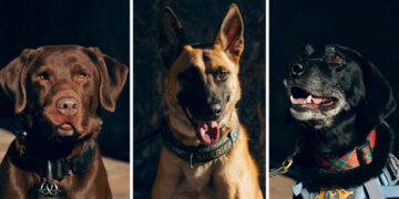 To Slobber and Protect: Bomb-Sniffing Dogs Kept an Election Safe