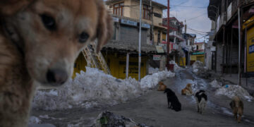 Feral Dogs on the Roof of the World
