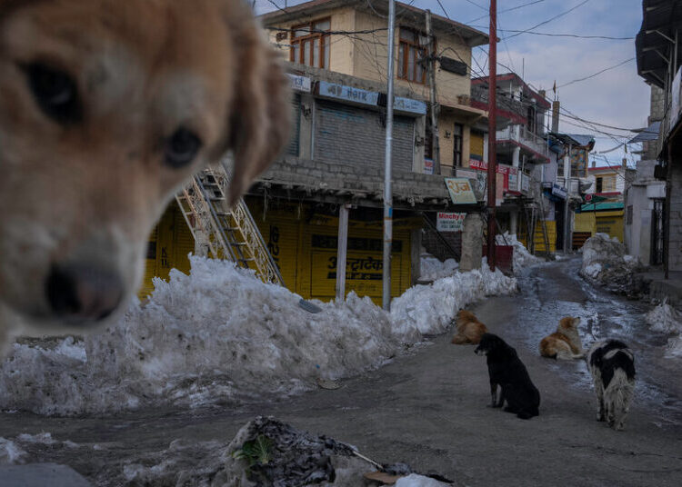Feral Dogs on the Roof of the World