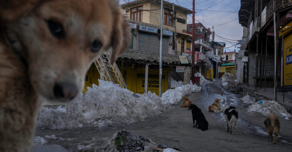Feral Dogs on the Roof of the World