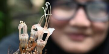 Who’s the Parasite Now? This Newly Discovered ‘Fairy Lantern’ Flower.