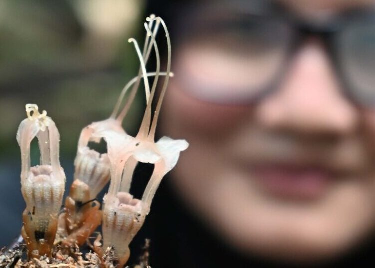 Who’s the Parasite Now? This Newly Discovered ‘Fairy Lantern’ Flower.