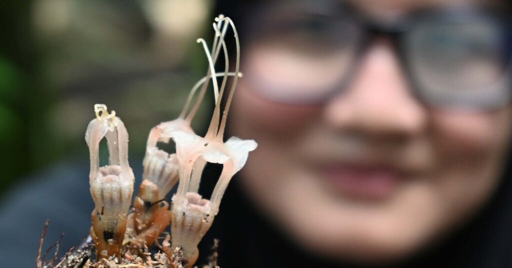 Who’s the Parasite Now? This Newly Discovered ‘Fairy Lantern’ Flower.