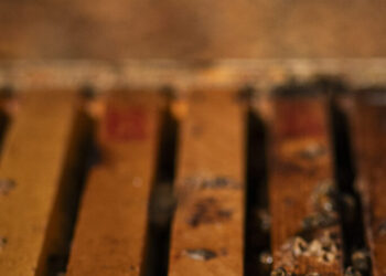 America’s newest delicacy? Honey made from lanternfly poop.