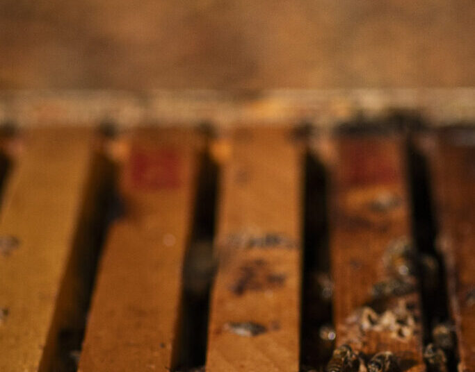 America’s newest delicacy? Honey made from lanternfly poop.